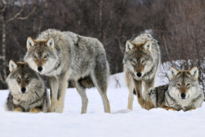 Gray Wolves Norway90006109